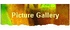 Picture Gallery